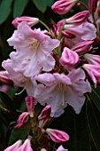 DUNGE VALLEY HIDDEN GARDENS  CHESHIRE: RHODODENDRON FAGGATTERS FAVOURITE