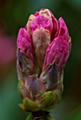 DUNGE VALLEY HIDDEN GARDENS  CHESHIRE: EMERGING BUDS OF A PINK RHODODENDRON