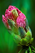 EMERGING BUDS OF A PINK RHODODENDRON DUNGE VALLEY HIDDEN GARDENS  CHESHIRE