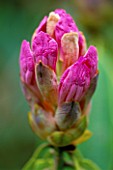 EMERGING BUDS OF A PINK RHODODENDRON DUNGE VALLEY HIDDEN GARDENS  CHESHIRE