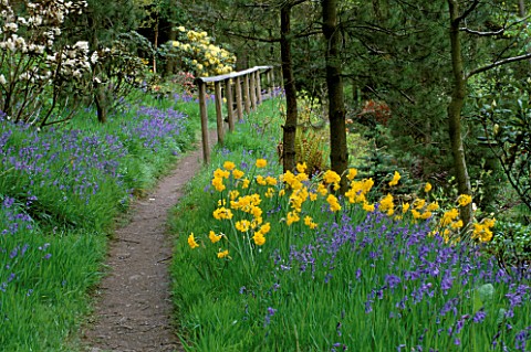 DAFFODILS_AND_BLUEBELLS_BESIDE_A_PATH_DUNGE_VALLEY_HIDDEN_GARDENS__CHESHIRE