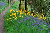 DUNGE VALLEY HIDDEN GARDENS  CHESHIRE: DAFFODILS AND BLUEBELLS BESIDE A PATH