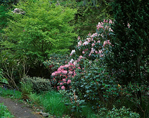DUNGE_VALLEY_HIDDEN_GARDENS__CHESHIRE_PINK_RHODODENDRONS_IN_THE_WOODLAND