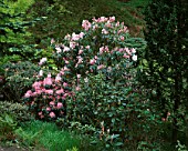 DUNGE VALLEY HIDDEN GARDENS  CHESHIRE: PINK RHODODENDRONS IN THE WOODLAND