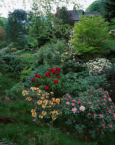 DUNGE_VALLEY_HIDDEN_GARDENS__CHESHIRE_RHODODENDRONS_IN_THE_WOODLAND_WITH_THE_HOUSE_IN_THE_BACKGROUND