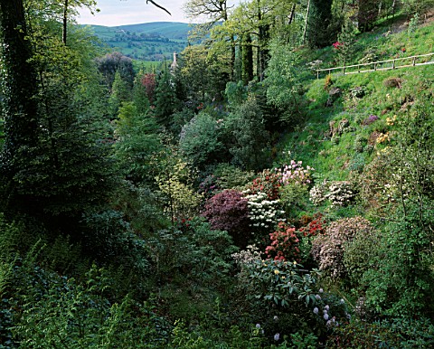 DUNGE_VALLEY_HIDDEN_GARDENS__CHESHIRE_RHODODENDRONS_IN_THE_WOODLAND_WITH_THE_HOUSE_IN_THE_BACKGROUND