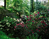 DUNGE VALLEY HIDDEN GARDENS  CHESHIRE: RHODODENDRONS IN THE WOODLAND