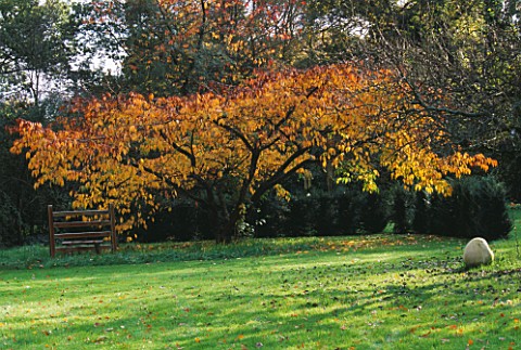 GREYSTONE_COTTAGE__OXFORDSHIRE_A_METAL_STILE_BENEATH_A_CHERRY_TREE_ON_THE_LAWN_IN_AUTUMN