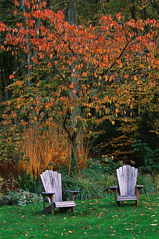 GREYSTONE_COTTAGE__OXFORDSHIRE_ADIRONDACK_CHAIRS_ON_THE_LAWN_WITH_A_CHERRY_TREE_BEHIND_IN_AUTUMN_COL