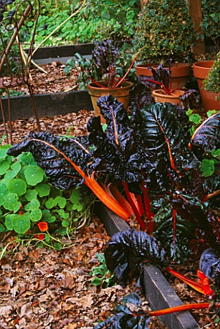 GREYSTONE_COTTAGE__OXFORDSHIRE_RUBY_CHARD_IN_THE_POTAGER
