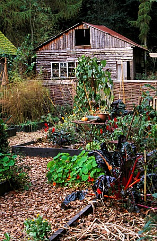 GREYSTONE_COTTAGE__OXFORDSHIRE_RUBY_CHARD_IN_THE_POTAGER_WITH_WOODEN_SHED_IN_BACKGROUND