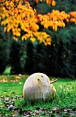 GREYSTONE COTTAGE  OXFORDSHIRE: A HUGE BATH STONE APPLE ON THE LAWN WITH CHERRY TREE IN AUTUMN TINTS IN BACKGROUND: DESIGNER: DUNCAN HEATHER