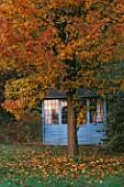 HIGHFIELD HOLLIES  HAMPSHIRE: BLUE SHED BESIDE AUTUMNAL TREE