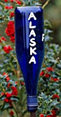 HIGHFIELD HOLLIES  HAMPSHIRE: BLUE GLASS BOTTLE ON A STICK USED AS A LABEL FOR ILEX ALASKA