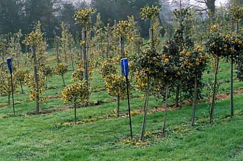 HIGHFIELD_HOLLIES__HAMPSHIRE_ROWS_OF_STANDARD_HOLLIES__ILEX_BACCIFLAVA_AND_ILEX__GOLDEN_KING_IN_THE_