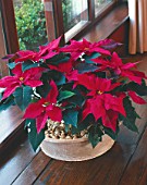 HOUSEPLANT: POINSETTIA IN A TERRACOTTA CONTAINER BESIDE A WINDOW