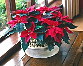 HOUSEPLANT: POINSETTIA IN A TERRACOTTA CONTAINER BESIDE A WINDOW