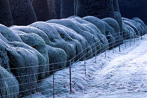 PACKWOOD_HOUSE__WARWICKSHIRE__IN_WINTER_FROST_ON_CLOUD_HEDGING_IN_THE_TOPIARY_GARDEN