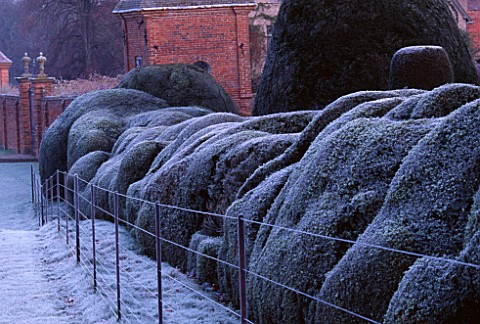 PACKWOOD_HOUSE__WARWICKSHIRE__IN_WINTER_FROST_ON_CLOUD_HEDGING_IN_THE_TOPIARY_GARDEN