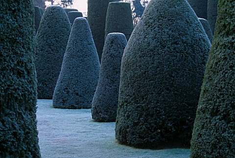 PACKWOOD_HOUSE__WARWICKSHIRE__IN_WINTER_FROST_ON_CLIPPED_YEW_IN_THE_TOPIARY_GARDEN
