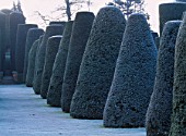 PACKWOOD HOUSE  WARWICKSHIRE  IN WINTER: FROST ON CLIPPED YEW IN THE TOPIARY GARDEN