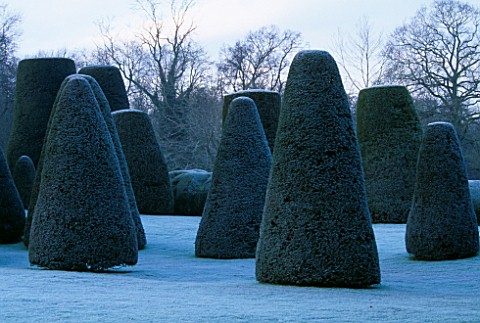 PACKWOOD_HOUSE__WARWICKSHIRE__IN_WINTER_FROST_ON_CLIPPED_YEW_IN_THE_TOPIARY_GARDEN