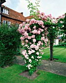 BLUSH RAMBLER ROSE  A FAVOURITE OF GERTRUDE JEKYLL  GROWING ON THE PERGOLA AT THE MANOR HOUSE  UPTON GREY  HAMPSHIRE