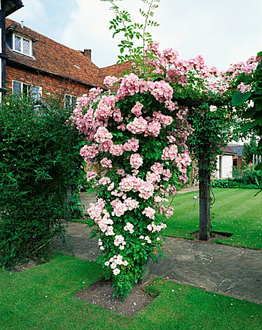 BLUSH_RAMBLER_ROSE__A_FAVOURITE_OF_GERTRUDE_JEKYLL__GROWING_ON_THE_PERGOLA_AT_THE_MANOR_HOUSE__UPTON