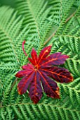 CLOSE UP OF RED MAPLE LEAF RESTING ON A FERN BACKGROUND. AUTUMN