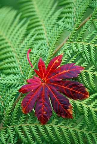 CLOSE_UP_OF_RED_MAPLE_LEAF_RESTING_ON_A_FERN_BACKGROUND_AUTUMN
