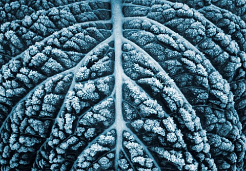 FROSTED_CABBAGE_PLATINUM_TONED_DIGITAL_IMAGE