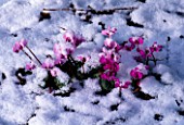 CYCLAMEN COUM IN SNOW AT WOODCHIPPINGS  NORTHAMPTONSHIRE