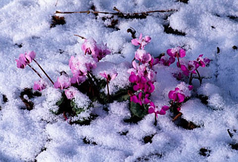 CYCLAMEN_COUM_IN_SNOW_AT_WOODCHIPPINGS__NORTHAMPTONSHIRE