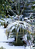 PHORMIUM IN CONTAINER IN SNOW AT WOODCHIPPINGS  NORTHAMPTONSHIRE