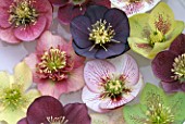 HELLEBORES FLOATING IN A BOWL OF WATER: WOODCHIPPINGS  NORTHAMPTONSHIRE