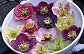 HELLEBORES IN A BOWL AT WOODCHIPPINGS  NORTHAMPTONSHIRE