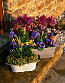 CONTAINERS ON STEP WITH NARCISSUS TETE-A-TETE  BLUE HYACINTHS  PANSIES AND ORNAMENTAL CABBAGES. DESIGNER: CLARE MATTHEWS