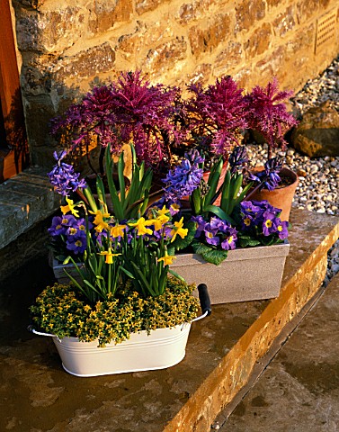 CONTAINERS_ON_STEP_WITH_NARCISSUS_TETEATETE__BLUE_HYACINTHS__PANSIES_AND_ORNAMENTAL_CABBAGES_DESIGNE