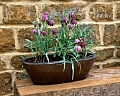 COPPER PLANTER WITH SNAKESHEAD FRITILLARY - FRITILLARIA MELEAGRIS. MARCH: DESIGNER: CLIVE NICHOLS