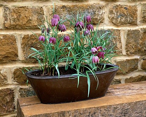 COPPER_PLANTER_WITH_SNAKESHEAD_FRITILLARY__FRITILLARIA_MELEAGRIS_MARCH_DESIGNER_CLIVE_NICHOLS