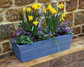 DESIGNER: CLIVE NICHOLS: BLUE WOODEN CONTAINER PLANTED WITH ANEMONE BLANDA AND NARCISSUS JETFIRE