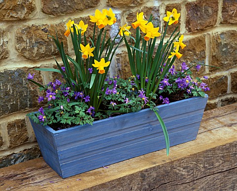 DESIGNER_CLIVE_NICHOLS_BLUE_WOODEN_CONTAINER_PLANTED_WITH_ANEMONE_BLANDA_AND_NARCISSUS_JETFIRE