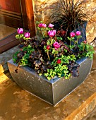 METAL CONTAINER PLANTED WITH ANEMONE AND HEUCHERA. FEBRUARY/ DESIGNER: CLARE MATTHEWS