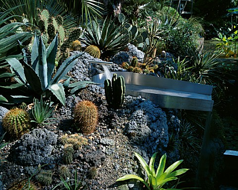 CACTUS_AND_SUCULENTS_PATCH_INCLUDING_ECHINOPSIS__AGAVE_AMERICANA__OPUNTIA_RHODANTHA__WITH_CONTRASTIN