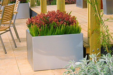 METAL_CONTAINER_ON_PATIO_PLANTED_WITH_ERICA_ARBORESCENS_ALBERTS_GOLD_AND_SKIMMIA_DESIGNED_BY_PRINCES