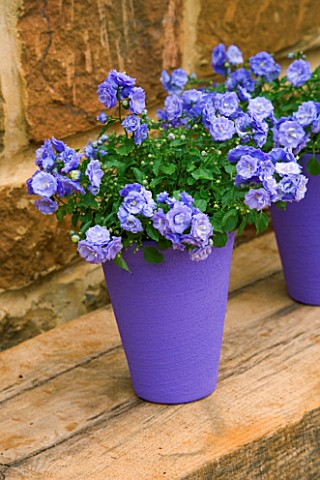PURPLE_PAINTED_TERRACOTTA_CONTAINER_PLANTED_WITH_CAMPANULA_BALI
