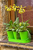 WINDOW BOX . GREEN METAL CONTAINERS IN TRAY PLANTED WITH PRIMULA VERIS ( COWSLIPS). DESIGNER: CLIVE NICHOLS