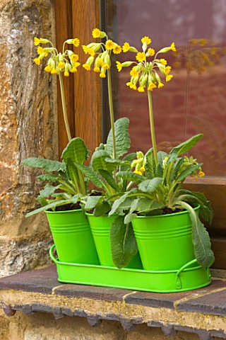 WINDOW_BOX__GREEN_METAL_CONTAINERS_IN_TRAY_PLANTED_WITH_PRIMULA_VERIS__COWSLIPS_DESIGNER_CLIVE_NICHO