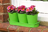 GREEN METAL CONTAINER WINDOWBOX PLANTED WITH PINK PRIMULAS. DESIGNER: CLARE MATTHEWS