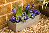 METAL CONTAINER PLANTED WITH BLUE HYACINTHS AND BLUE AND YELLOW PANSIES IN GRAVEL COURTYARD. MARCH. DESIGNER: CLARE MATTHEWS